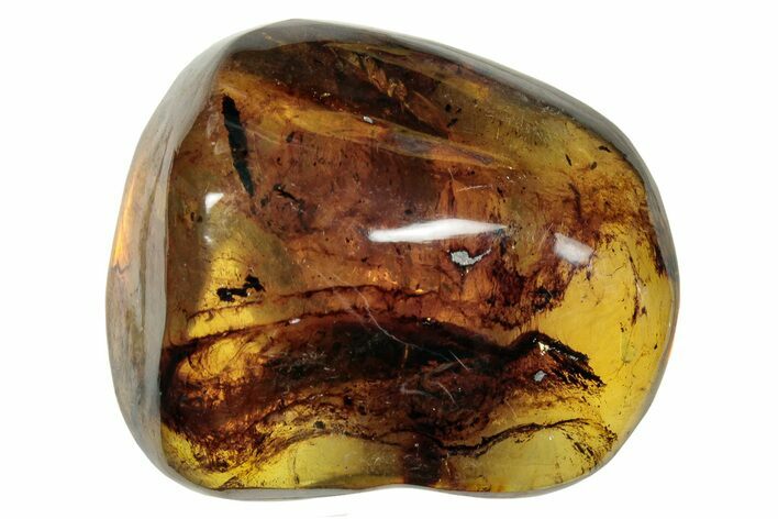 Polished Chiapas Amber ( g) - Mexico #253864